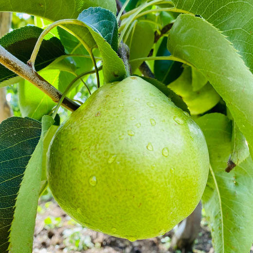 【云南蜂糖梨】顺丰到家 翠绿诱人 果香浓郁 清甜爽口 汁水四溢 4种规格任选 商品图10