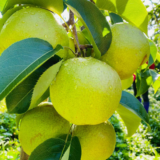 【云南蜂糖梨】顺丰到家 翠绿诱人 果香浓郁 清甜爽口 汁水四溢 4种规格任选 商品图7