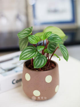西瓜皮小盆栽