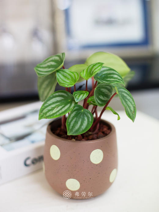 西瓜皮小盆栽 商品图0