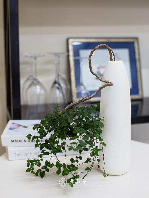 野生小叶霹雳 商品图0