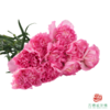 单头康乃馨-奥拉元宝 10枝1扎 商品缩略图2