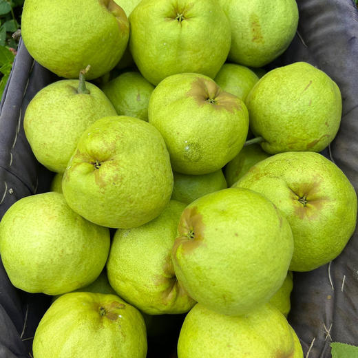 【云南蜂糖梨】顺丰到家 翠绿诱人 果香浓郁 清甜爽口 汁水四溢 4种规格任选 商品图5