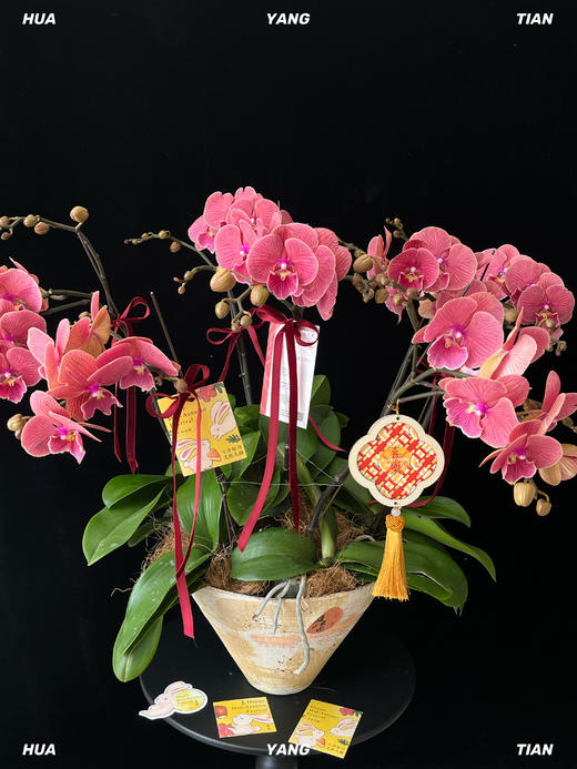 平安喜乐·蝴蝶兰盆栽 商品图2