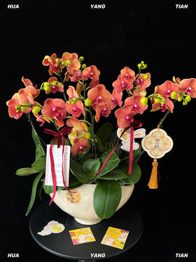 福满中秋·蝴蝶兰盆栽