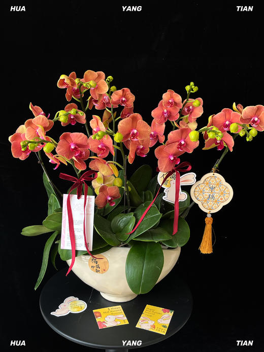 福满中秋·蝴蝶兰盆栽 商品图0