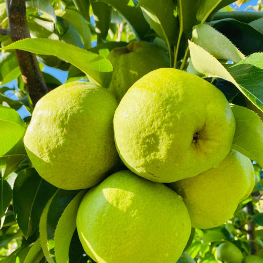 【云南蜂糖梨】顺丰到家 翠绿诱人 果香浓郁 清甜爽口 汁水四溢 4种规格任选 商品图8