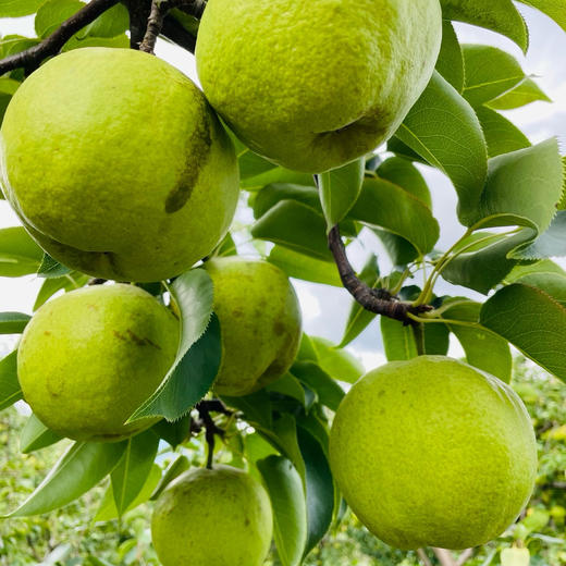 【云南蜂糖梨】顺丰到家 翠绿诱人 果香浓郁 清甜爽口 汁水四溢 4种规格任选 商品图4