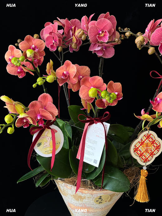 平安喜乐·蝴蝶兰盆栽 商品图5