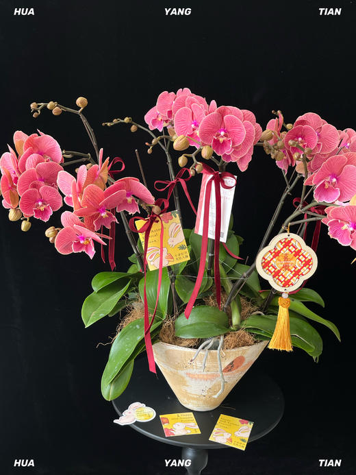 平安喜乐·蝴蝶兰盆栽 商品图0