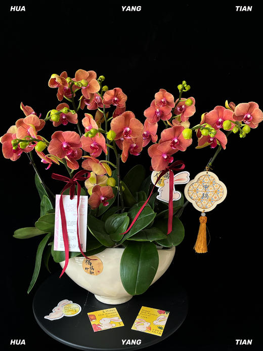 福满中秋·蝴蝶兰盆栽 商品图1