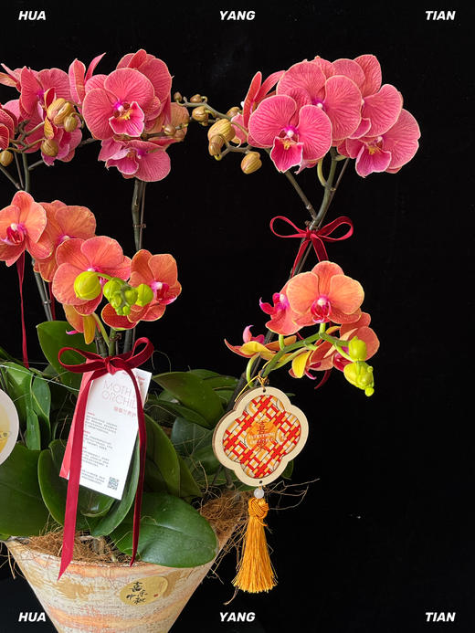 平安喜乐·蝴蝶兰盆栽 商品图4
