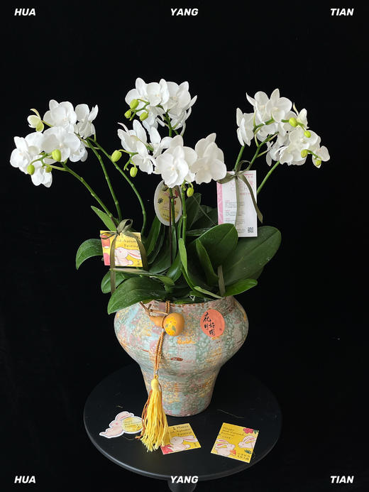 月下仙子·蝴蝶兰盆栽 商品图0