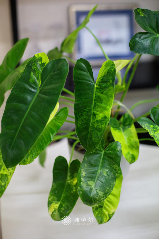 伯乐锦 商品图2