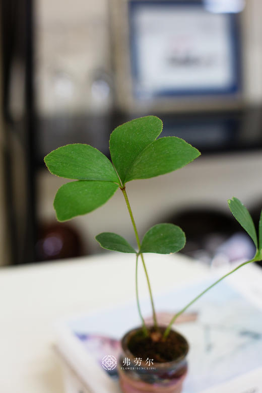 墨西哥铁树 商品图2