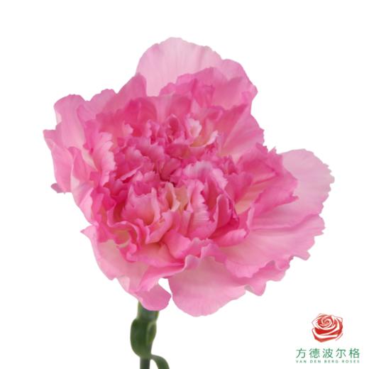 单头康乃馨-奥拉元宝 10枝1扎 商品图0