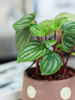西瓜皮小盆栽 商品缩略图2