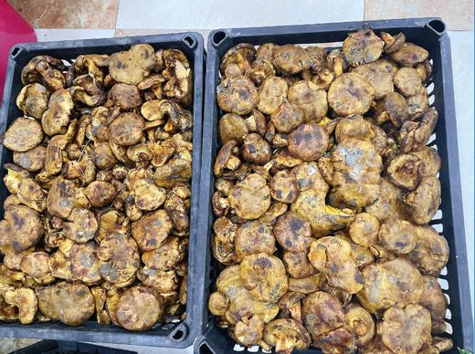 油蘑3斤 商品图1