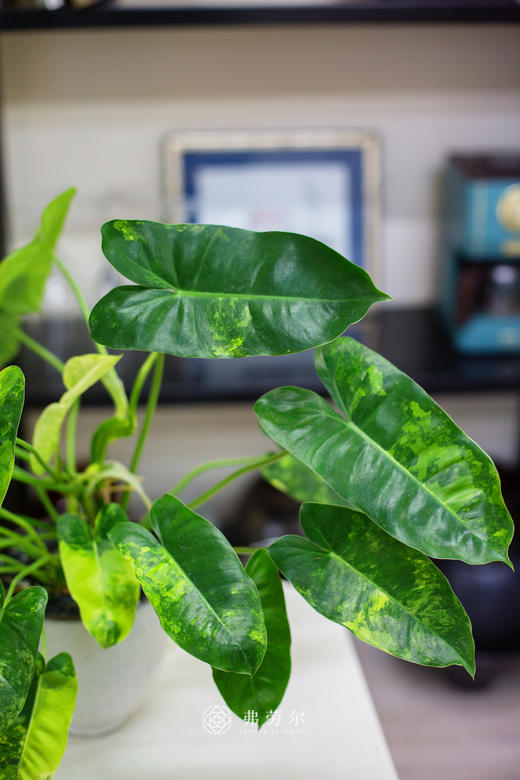 伯乐锦 商品图3