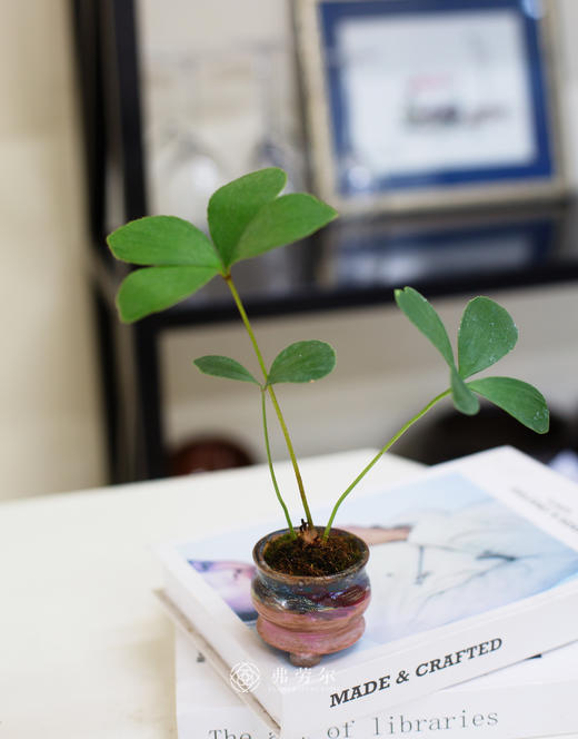 墨西哥铁树 商品图0