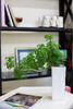 芹叶福禄桐 商品缩略图0
