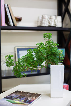 芹叶福禄桐