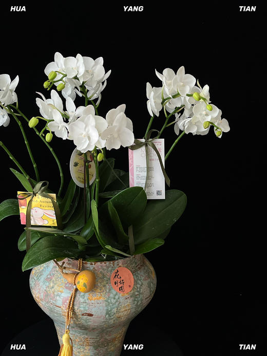 月下仙子·蝴蝶兰盆栽 商品图3