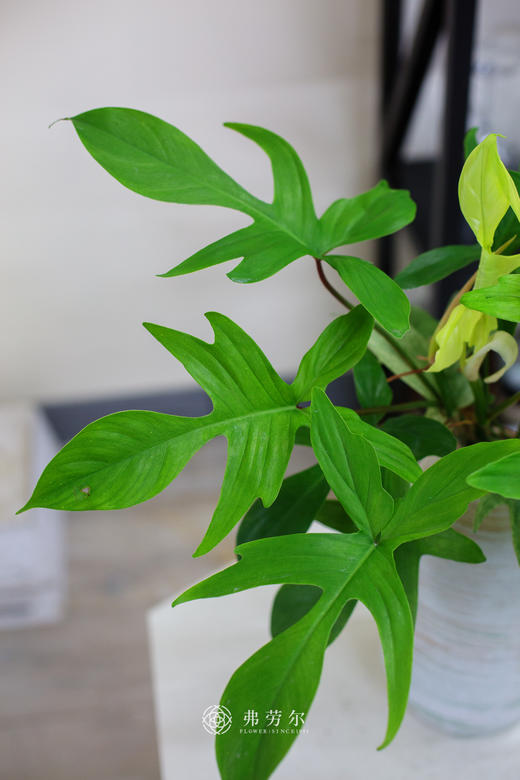 幽灵飞机 商品图1