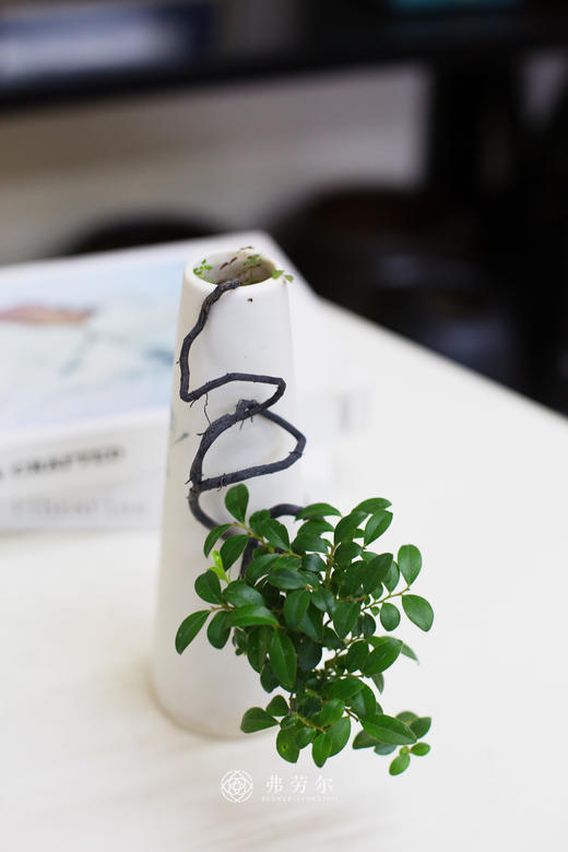 小叶紫檀 商品图2