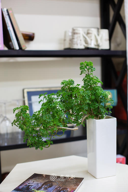 芹叶福禄桐 商品图1