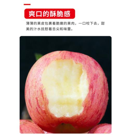 洛川富士苹果4.5kg 商品图1