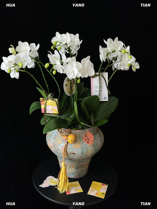 月下仙子·蝴蝶兰盆栽 商品图1