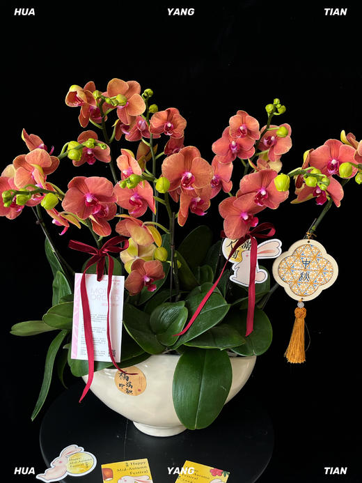 福满中秋·蝴蝶兰盆栽 商品图2