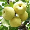 甜果源源 砀山酥梨【顺丰】 商品缩略图2