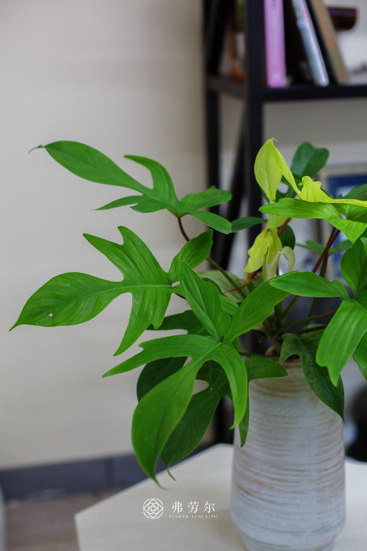 幽灵飞机 商品图2