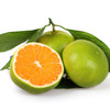 甜果源源 四川无籽蜜桔 商品缩略图1