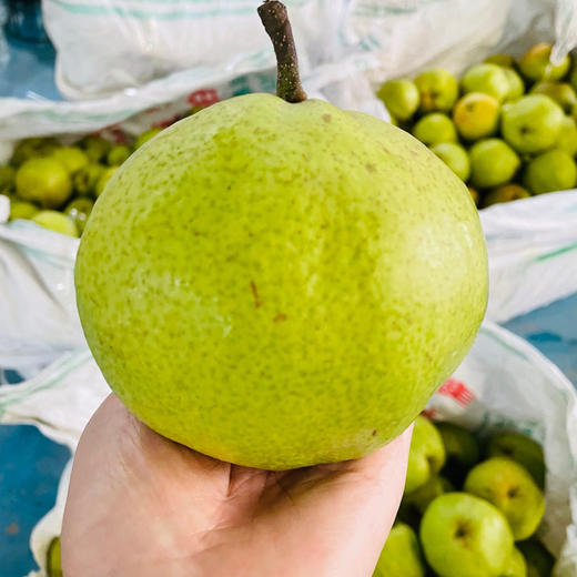 【云南蜂糖梨】顺丰到家 翠绿诱人 果香浓郁 清甜爽口 汁水四溢 4种规格任选 商品图2