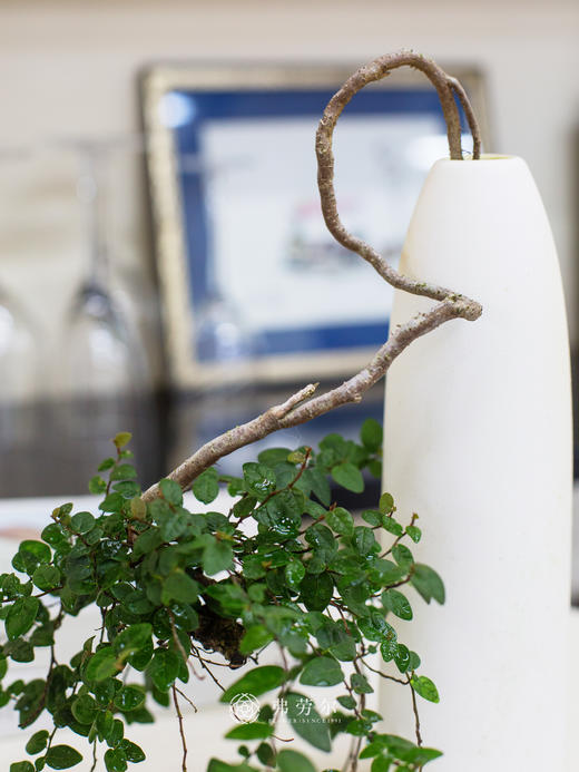 野生小叶霹雳 商品图1