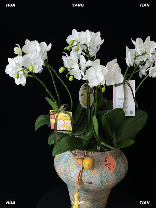 月下仙子·蝴蝶兰盆栽 商品图2