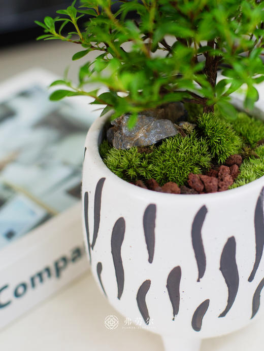 黄杨小盆栽 商品图2