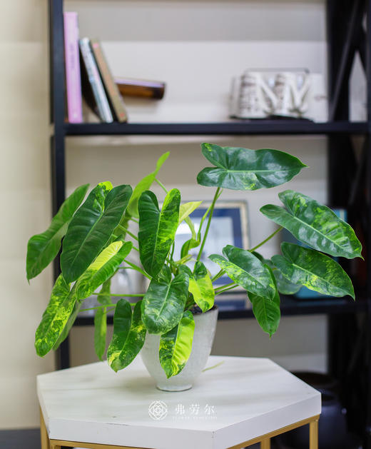 伯乐锦 商品图1