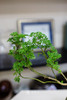芹叶福禄桐 商品缩略图2