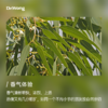 柠檬桉 植物香薰精油 商品缩略图1