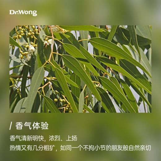柠檬桉 植物香薰精油 商品图1