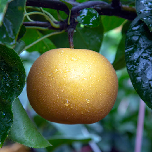 甜果源源 秋月梨 商品图3