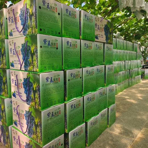 长顺四宝·紫王葡萄5斤(含箱)【GY】 商品图5