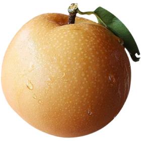 甜果源源 丰水梨