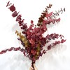 9月18日尤加利 永生 混色 stuartiana autumn70cm 150cm-单扎 商品缩略图0