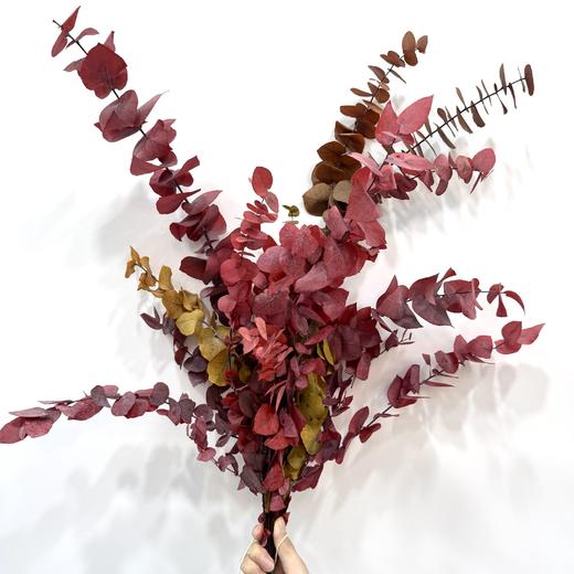 9月18日尤加利 永生 混色 stuartiana autumn70cm 150cm-单扎 商品图0