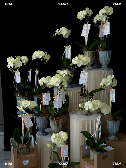 圆圆满满·蝴蝶兰盆栽 商品图4